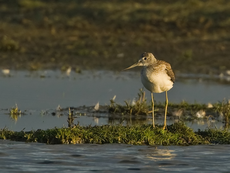 Tringa nebularia Common Greenshank Groenpootruiter